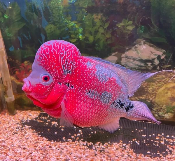 一条头部有肉瘤的罗汉鱼，颜色鲜艳 