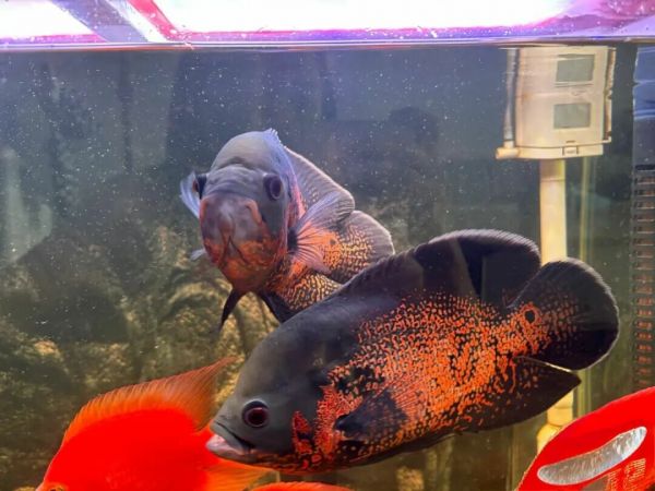 一条带有黑色不规则斑纹的地图鱼 