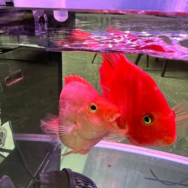 一群红色的血鹦鹉鱼在鱼缸中游动 