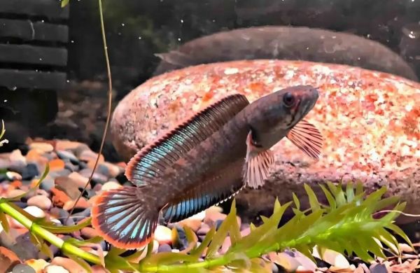 一条修长身体带有花纹的雷龙鱼 