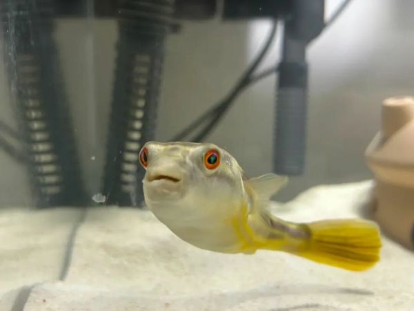 一条圆鼓鼓的狗头鱼，嘴巴和牙齿清晰可见 