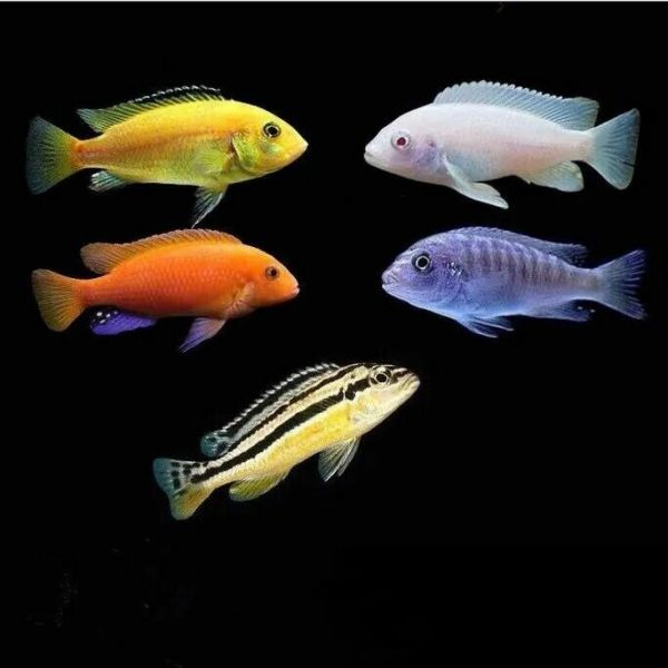 一条色彩鲜艳，带有斑纹的三湖慈鲷 