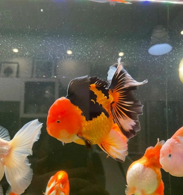 一条身体圆胖，头部肉瘤发达的泰狮鱼 