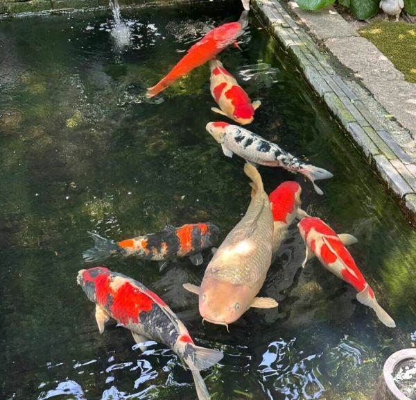 一条颜色鲜艳，体型较大的锦鲤在水中游动 