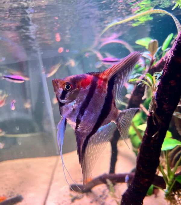 一条神仙鱼在水中优雅地游动，背鳍和臀鳍修长 