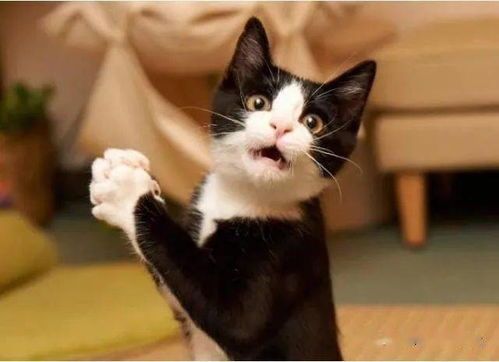 猫咪过敏的肉类有哪些？鸡肉、鱼肉、牛肉，你猜对了吗？