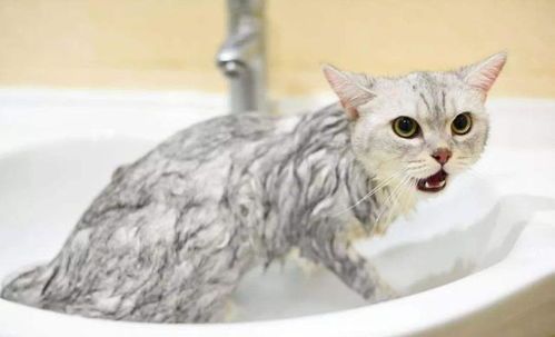 猫咪过敏的肉类有哪些？鸡肉、鱼肉、牛肉，你猜对了吗？