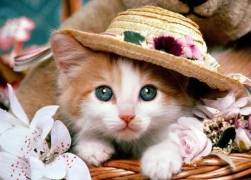 猫咪能吃鸡蛋？小心过敏！