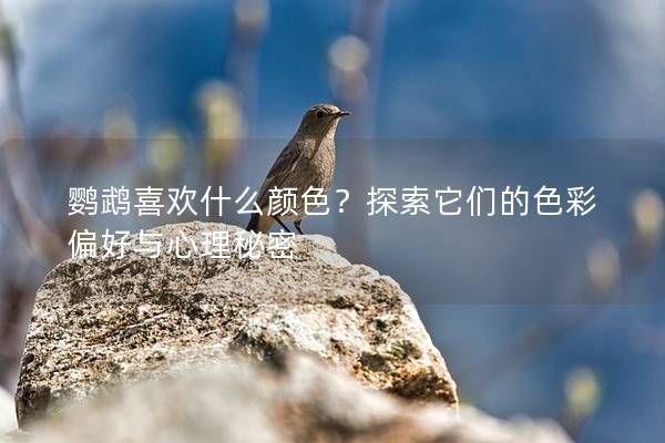 鹦鹉喜欢什么颜色？探索它们的色彩偏好与心理秘密