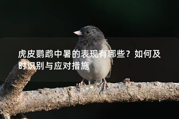 虎皮鹦鹉中暑的表现有哪些？如何及时识别与应对措施