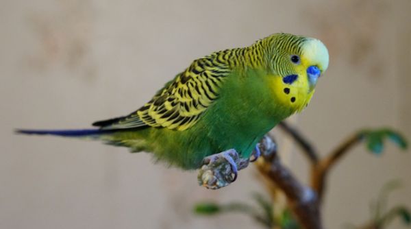 虎皮鹦鹉“上火”怎么办？科学调理与症状识别指南