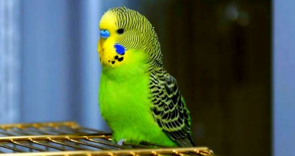 虎皮鹦鹉“上火”怎么办？科学调理与症状识别指南