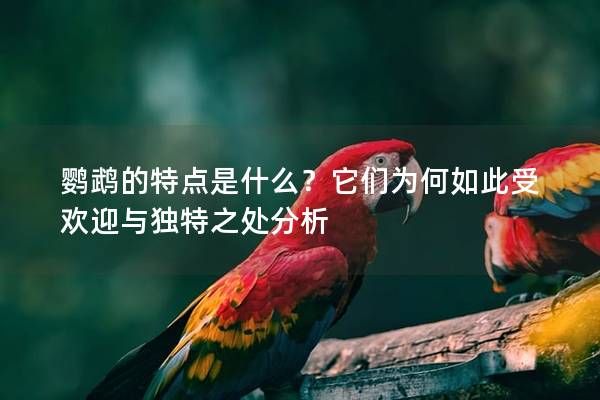 鹦鹉的特点是什么？它们为何如此受欢迎与独特之处分析