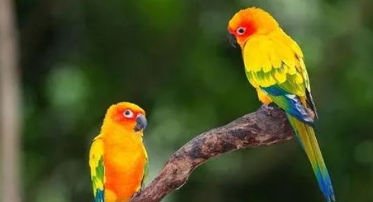 太阳锥尾鹦鹉如何分公母？如何辨别