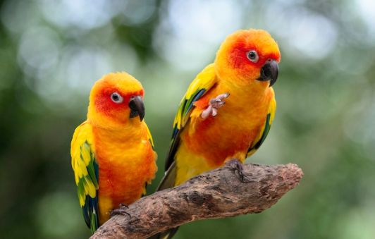 太阳锥尾鹦鹉如何分公母？如何辨别