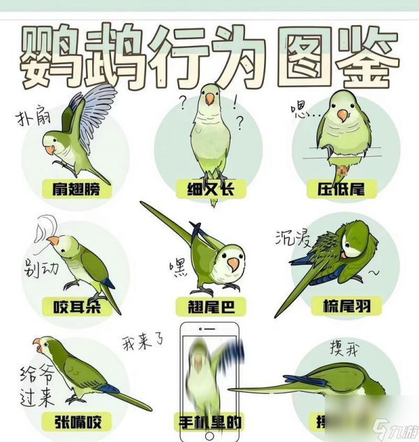 《泰拉瑞亚宠物鹦鹉的属性解析》（探索泰拉瑞亚世界中的鹦鹉宠物及其特性）