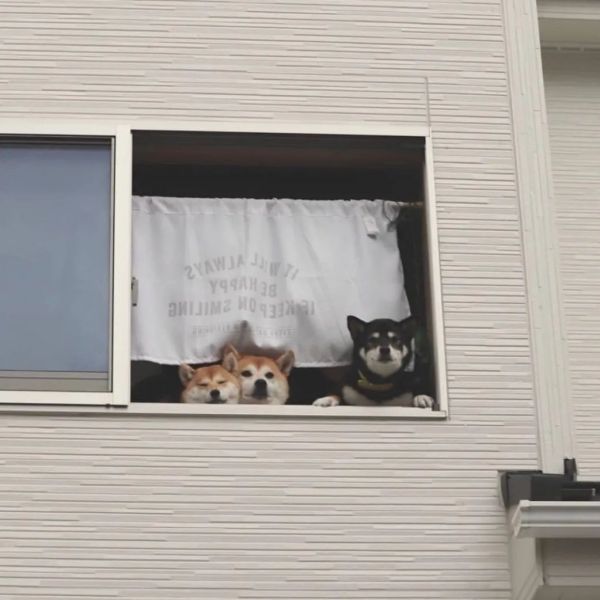 可爱到爆炸的动物头像背景图片