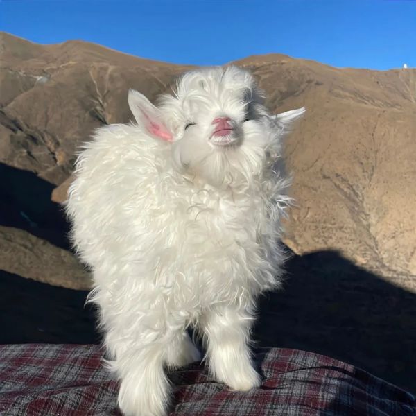 适合做头像的动物小羊可爱真实图片