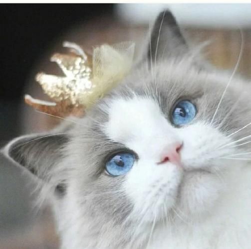 高冷动物头像 高冷动物头像图片大全