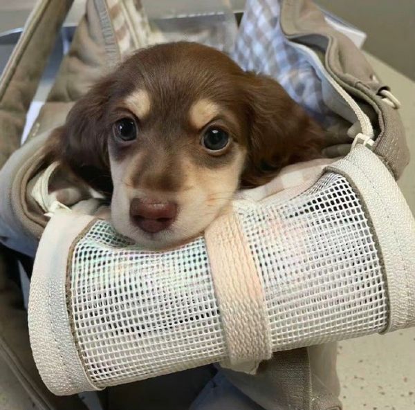 2022可爱萌萌哒的动物头像图片大全一看就让人开心