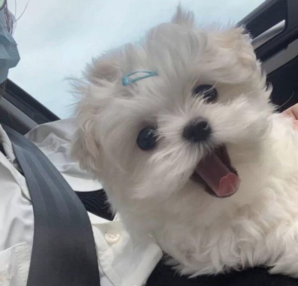 动物头像图片可爱萌萌哒 动物头像图片大全2022