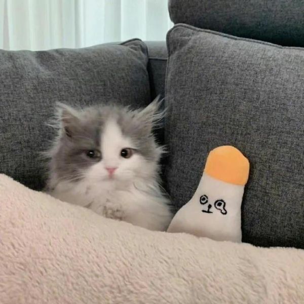 动物头像图片大全2022最火爆猫咪系列超萌可爱