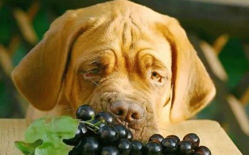 宠物饮食新观念：不喂狗吃肉，后果惊人！