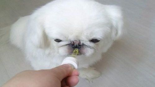 宠物饮食新观念：不喂狗吃肉，后果惊人！