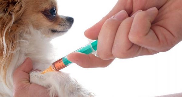 狗狗打疫苗，这些错误观念需纠正（让我们拥有正确的宠物养护理念）