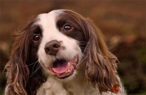 狗狗产后一天吃几个鸡蛋 吃什么下奶快