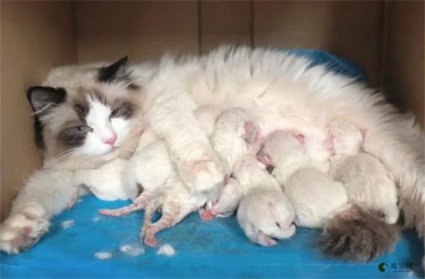 猫咪刚生产完给猫妈妈吃什么食物 怎么补充营养