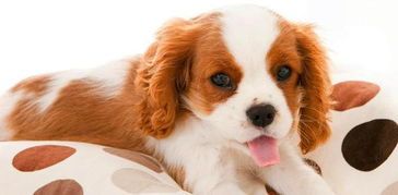 宠物狗产后出血恢复时间探究