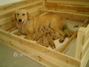 如何科学照顾产后的狗狗？