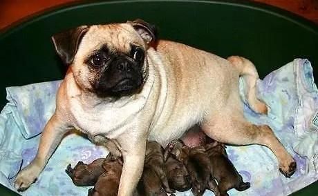 狗产后两个月了还有红色粘液-图1