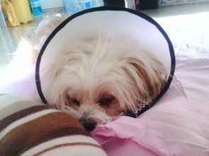 剖腹产狗狗恢复后多久可洗浴？