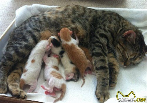 猫咪产后吃什么东西比较好？