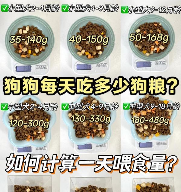 如何正确给不同体型的狗狗喂食？（科学合理的饮食量保证宠物健康）