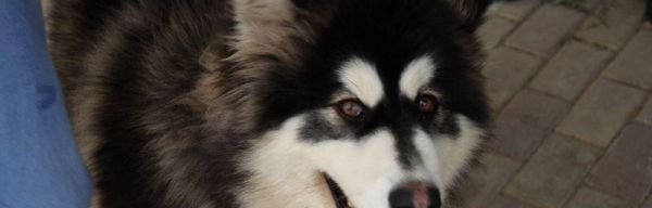 拒食训练（了解阿拉斯加的拒食训练法，让宠物健康饮食）