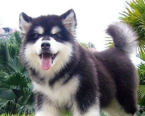 拒食训练（了解阿拉斯加的拒食训练法，让宠物健康饮食）