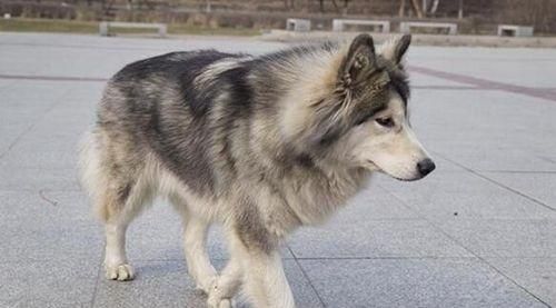 拒食训练（了解阿拉斯加的拒食训练法，让宠物健康饮食）