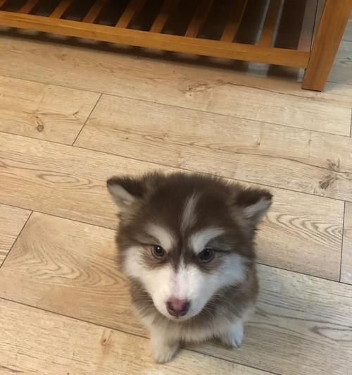 健康饲养阿拉斯加，让爱宠更健康（打造营养均衡的饮食计划，让阿拉斯加成为最强健的宠物）