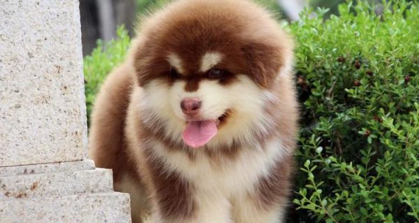 健康饲养阿拉斯加，让爱宠更健康（打造营养均衡的饮食计划，让阿拉斯加成为最强健的宠物）