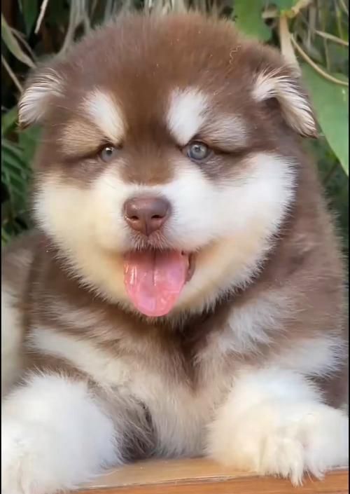 健康饲养阿拉斯加，让爱宠更健康（打造营养均衡的饮食计划，让阿拉斯加成为最强健的宠物）