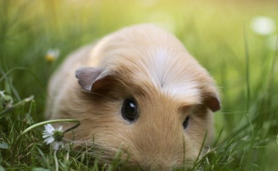 “豚鼠饮食攻略：轻松喂出健康萌宠！”