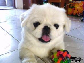 博美京巴串串，混血萌宠日常