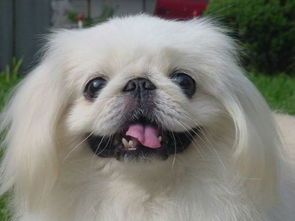 博美京巴串串，混血萌宠日常