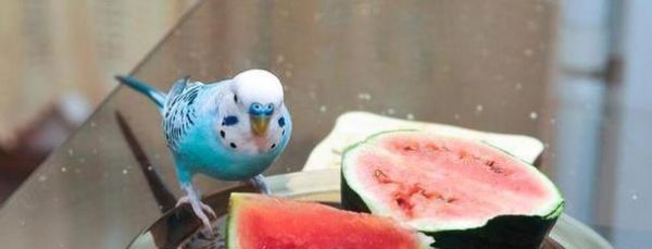 虎皮鹦鹉的饮食习性与合理饲养（了解虎皮鹦鹉的食物需求与喂养技巧，打造健康宠物生活）