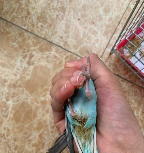 虎皮鹦鹉的饮食习性与合理饲养（了解虎皮鹦鹉的食物需求与喂养技巧，打造健康宠物生活）