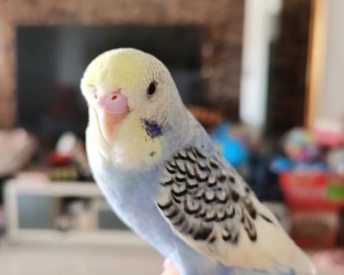 虎皮鹦鹉的饮食习性与合理饲养（了解虎皮鹦鹉的食物需求与喂养技巧，打造健康宠物生活）