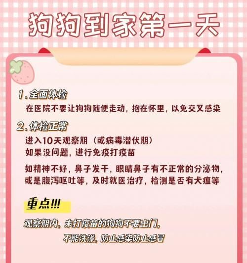 喂食博美的注意事项（宠物博美的饮食健康）